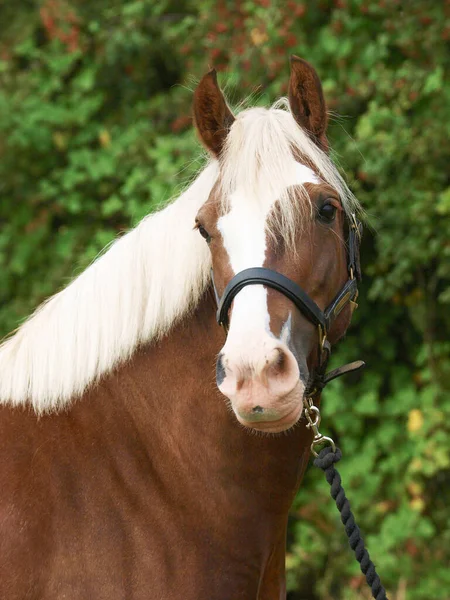 Head Shot Chestnut Horse Blonde Mane Head Collar — Stock Photo, Image