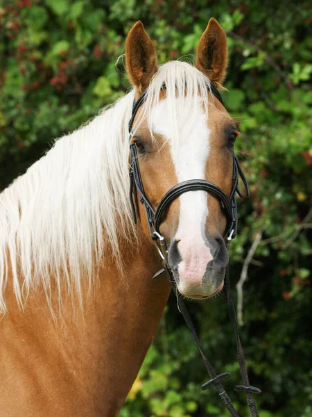Tiro Cabeça Cavalo Castanho Com Crina Loira Freio Snaffle — Fotografia de Stock