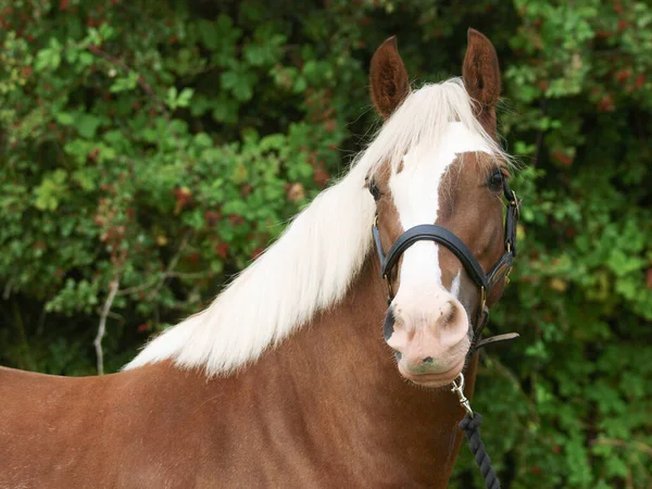 Tiro Cabeza Caballo Castaño Con Melena Rubia Cuello Cabeza — Foto de Stock