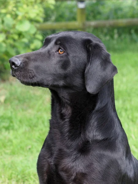 Head Shot Beautiful Black Gun Dog — Stock Photo, Image