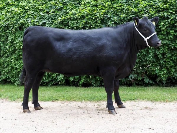 Rare Breed Cow Stood White Halter — Stock Photo, Image