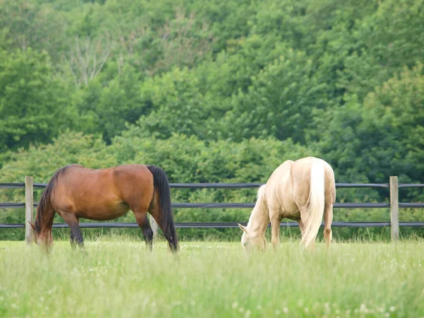 小さな馬の群れは夏のパドックを放牧する — ストック写真
