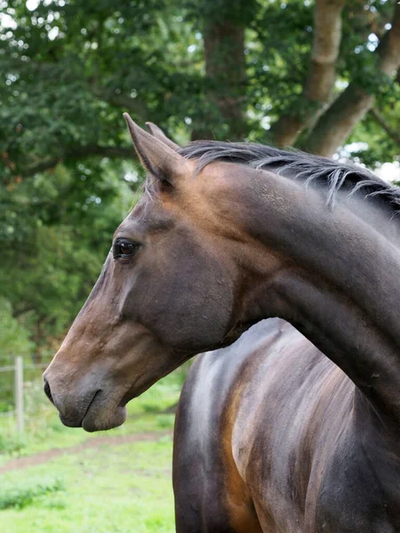 Een Hoofd Shot Van Een Mooie Baai Paard — Stockfoto