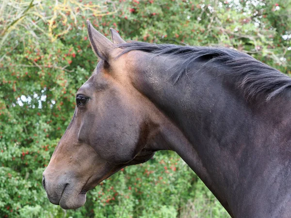 Tiro Cabeça Belo Cavalo Baía — Fotografia de Stock