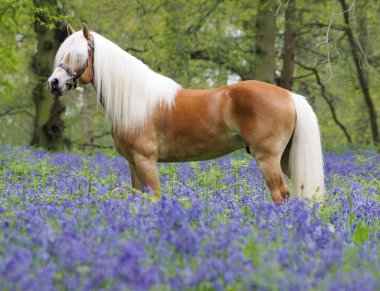 BlueBell ormanında duran güzel bir Hafflinger aygırı.
