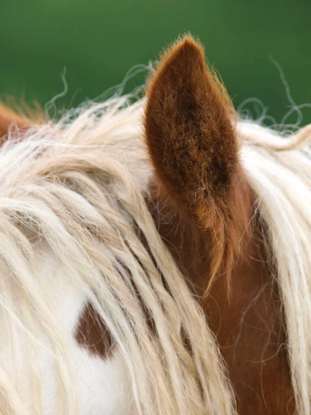 Primer Plano Las Orejas Pony Castaño Esponjoso — Foto de Stock