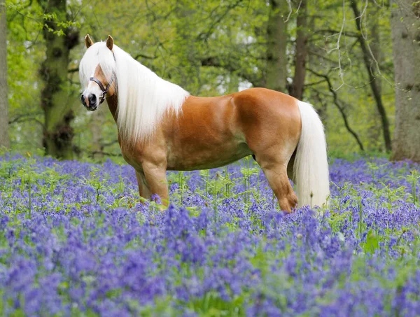 Hermoso Semental Hafflinger Parado Bosque Bluebell — Foto de Stock