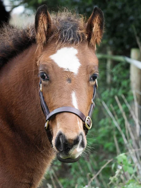 Head Shot Pretty Bay Foal — Stock fotografie