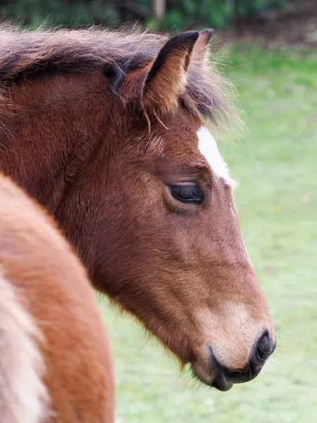 Head Shot Pretty Bay Foal — Stock fotografie