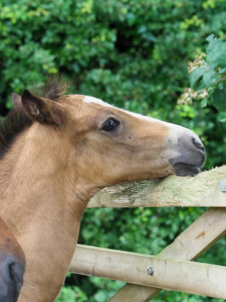 Coup Tête Poulain Poney Gallois Mignon — Photo