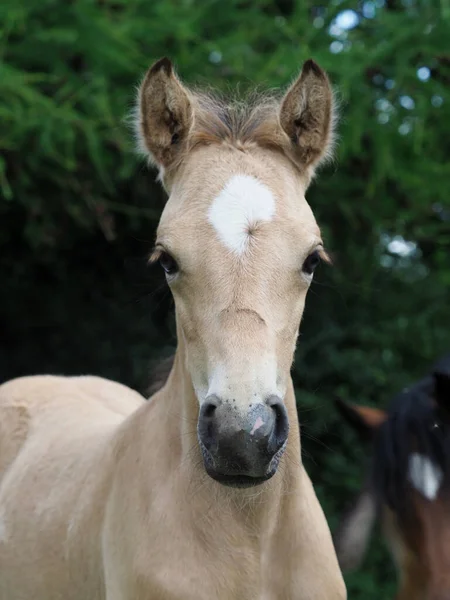 Ein Kopfschuss Eines Niedlichen Welsh Pony Fohlen — Stockfoto