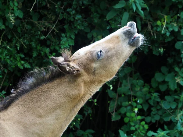 Poulain Gallois Mignon Poney Boucles Lèvre Supérieure — Photo