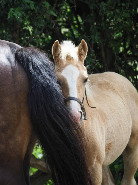 Cute Welsh Pony Foal Peeps Out His Mothers Tail — Stock Photo, Image