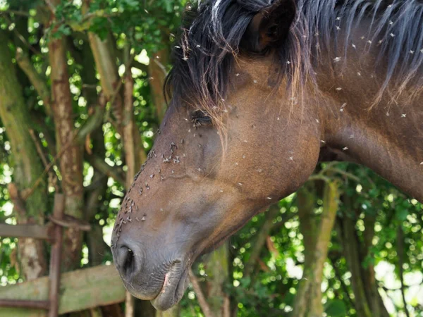 Number Flies Pester Horse Summer — Stock Photo, Image