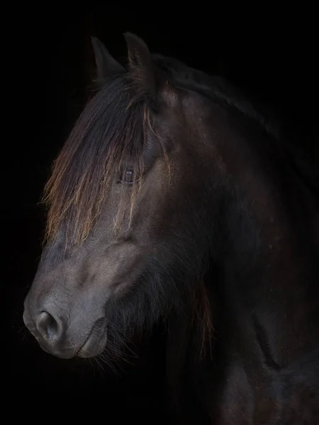 Hlava Záběr Vzácného Plemene Dales Poníka Černém Pozadí — Stock fotografie