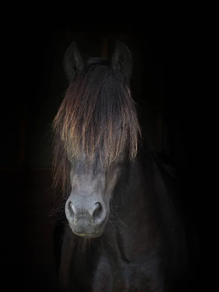 Tiro Cabeza Una Raza Rara Dales Pony Sobre Fondo Negro —  Fotos de Stock