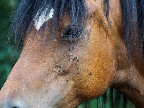 Een Aantal Vliegen Plaagt Een Paard Zomer Stockfoto