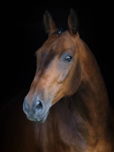 Tiro Cabeza Hermoso Caballo Bahía Con Una Melena Trenzada —  Fotos de Stock