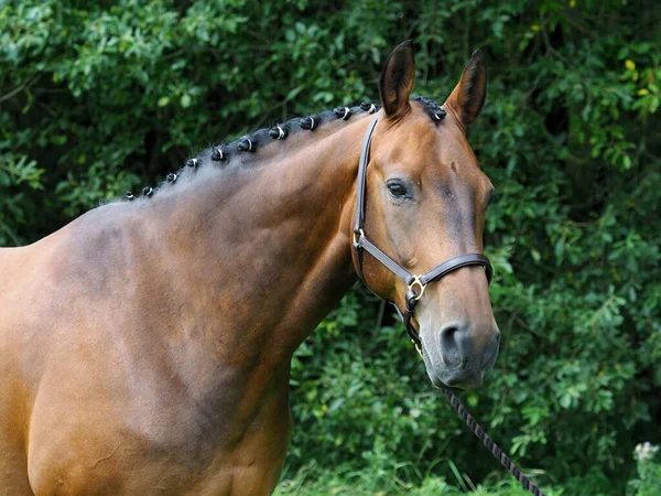 Head Shot Beautiful Bay Horse Plaited Mane — Stock Photo, Image