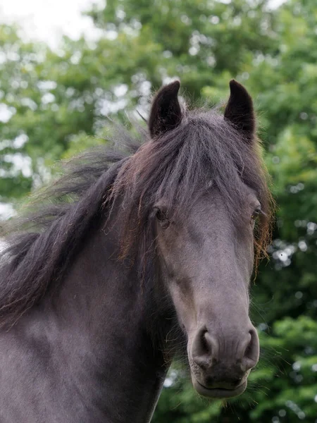 珍しい品種の頭のショット Dales Pony — ストック写真