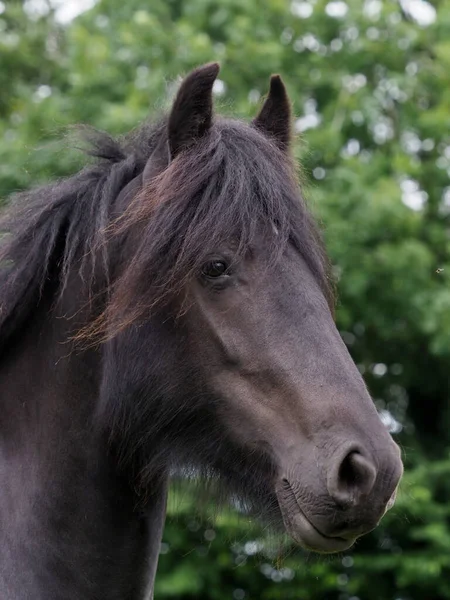 Head Shot Rare Breed Dales Pony — Stock fotografie
