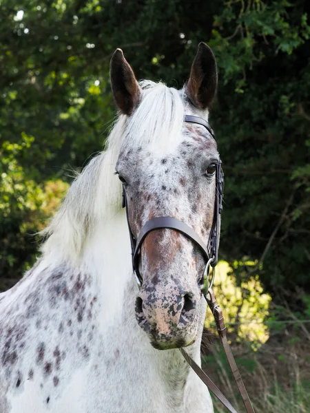 Ett Huvudskott Prickig Häst Ett Ormbetsel — Stockfoto