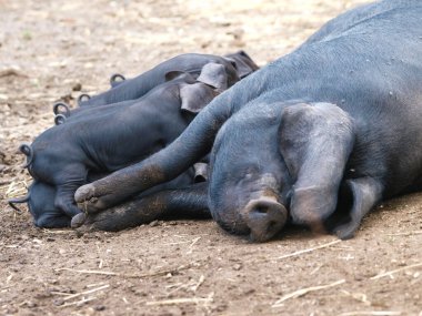 Nadir bulunan Suffolk Kara Domuzları.