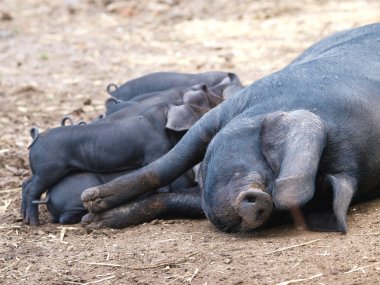 Nadir bulunan Suffolk Kara Domuzları.