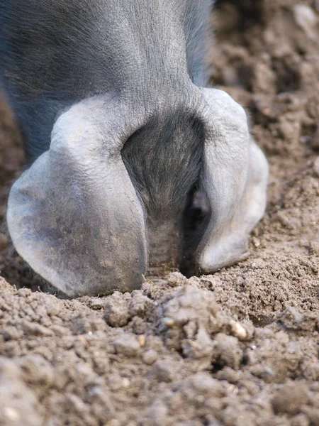 품종인 돼지의 — 스톡 사진