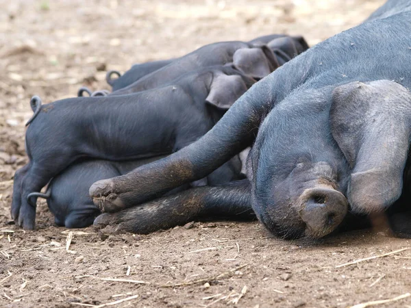 Uma Ninhada Raros Porcos Negros Suffolk — Fotografia de Stock