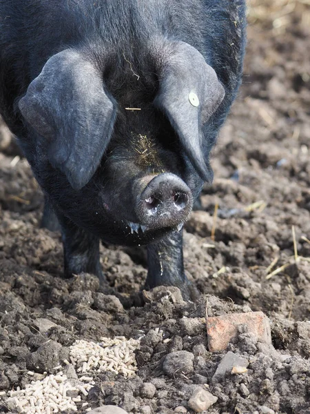 Strzał Głowy Rzadkiej Rasy Suffolk Czarna Świnia — Zdjęcie stockowe