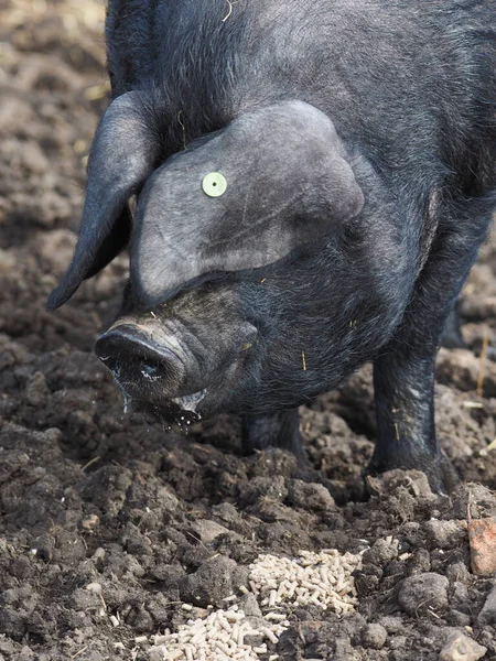 Strzał Głowy Rzadkiej Rasy Suffolk Czarna Świnia — Zdjęcie stockowe