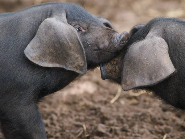 Duas Raças Raras Suffolk Porcos Negros — Fotografia de Stock