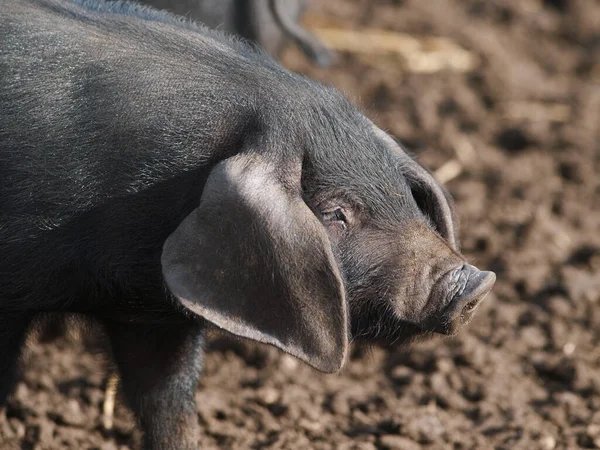 Tiro Cabeça Uma Raça Rara Suffolk Black Pig — Fotografia de Stock