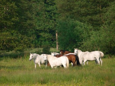 Yaz otlarında otlayan bir yerli midilli sürüsü..