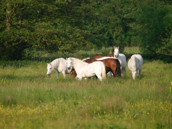 Una Manada Mixta Ponis Nativos Pastando Hierba Verano —  Fotos de Stock