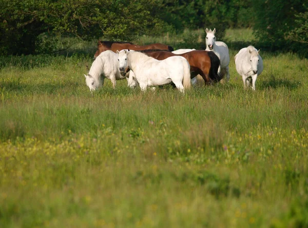 夏の草の中に自生する多肉種のポニーの放牧 — ストック写真
