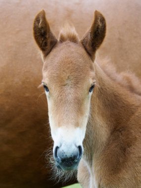 Nadir bir cins Suffolk Punch tayının vesikalığı..