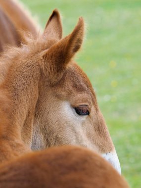Nadir bir cins Suffolk Punch tayının vesikalığı..