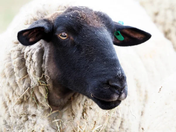 Kopfschuss Eines Schwarzen Schafes Mit Ohrmarke — Stockfoto