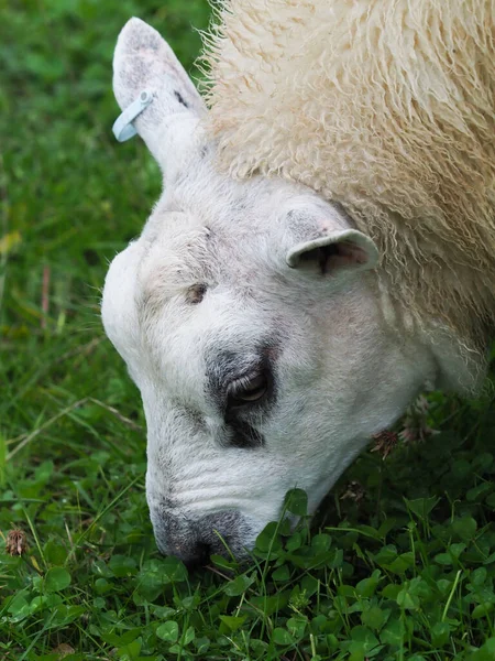 Kopfschuss Eines Schafes Das Einem Kleefeld Frisst — Stockfoto
