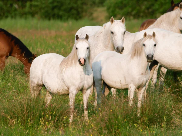 Een Gemengde Kudde Inheemse Pony Grazend Zomergras — Stockfoto