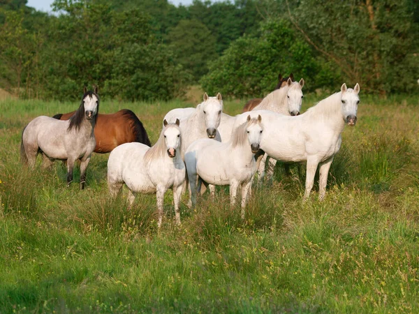 Una Manada Mixta Ponis Nativos Pastando Hierba Verano —  Fotos de Stock