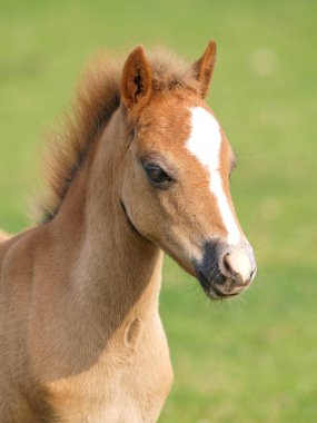Güzel bir kestane rengi Galli tay tayı..