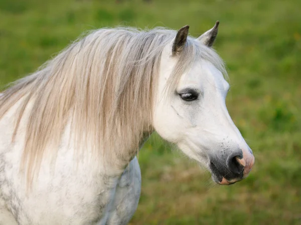 Colpo Alla Testa Pony Gallese Grigio Ananas Paddock — Foto Stock