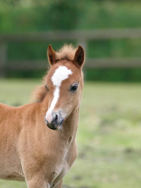 Head Shot Pretty Chestnut Welsh Pony Foal — Stock fotografie