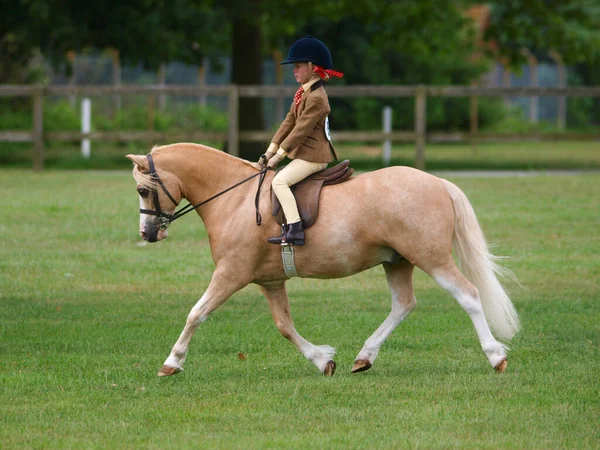 Beautifully Turned Out Pony Rider Trot — Stock Photo, Image