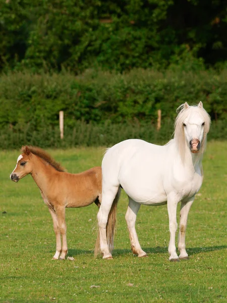 Welsh Section Mare Her Pretty Foal Summer Paddock — Stock fotografie