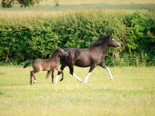 Welsh Section Mare Her Pretty Foal Summer Paddock — Stock fotografie