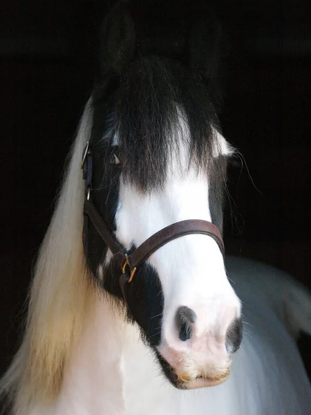 黒を背景に黒と白の馬の頭のショット — ストック写真